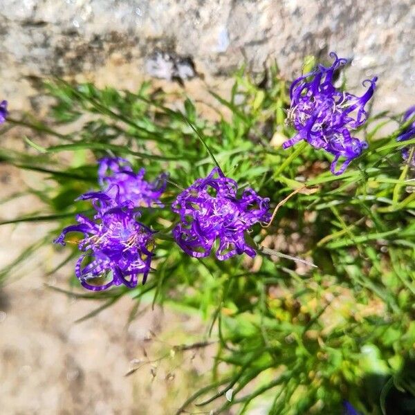 Phyteuma hemisphaericum Bloem