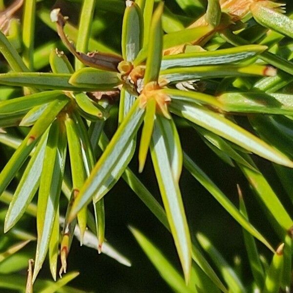 Juniperus communis Leaf