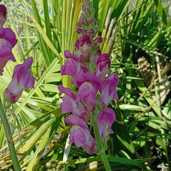 Antirrhinum australe 花