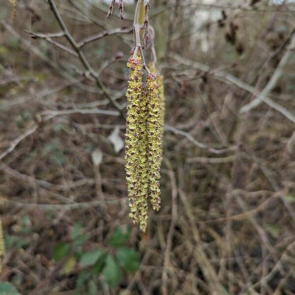 Alnus incana Floare