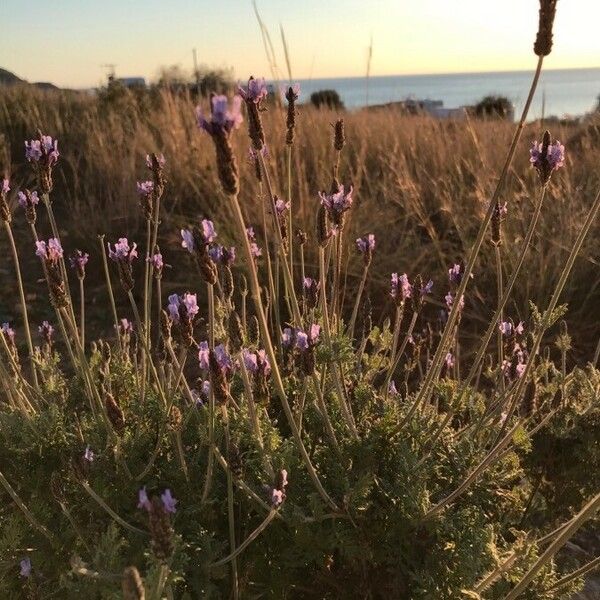 Lavandula stoechas फूल