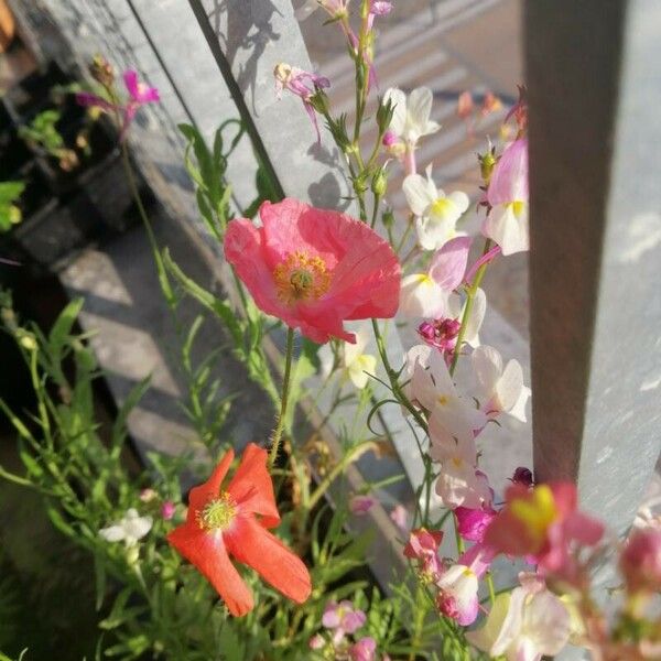 Papaver nudicaule Flower