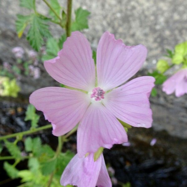 Malva moschata Blüte