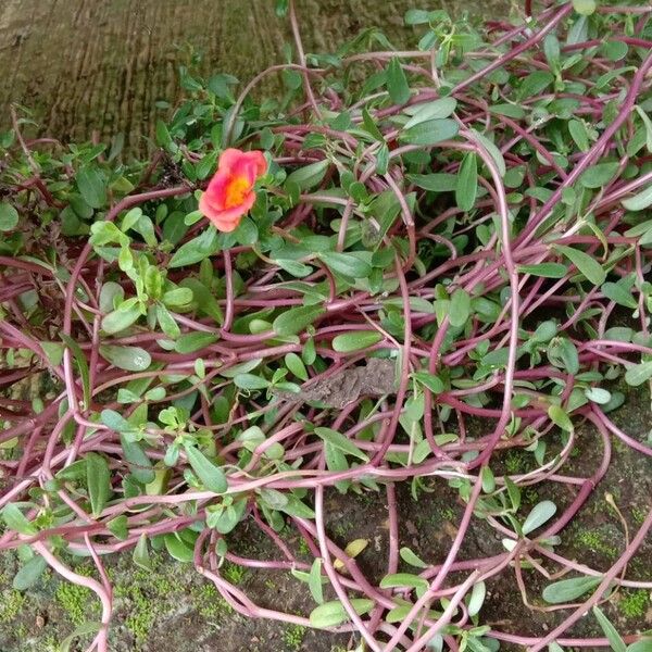 Portulaca umbraticola आदत