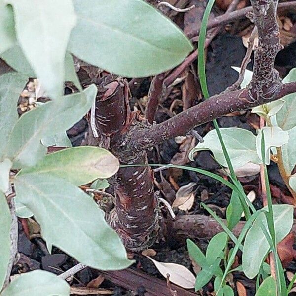 Elaeagnus commutata چھال