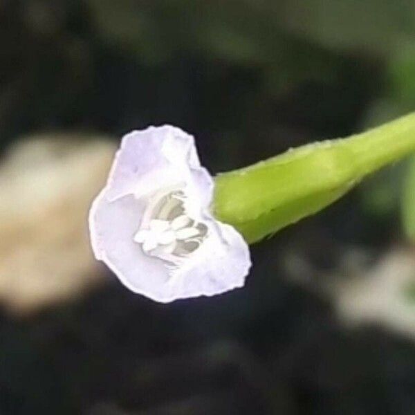 Torenia thouarsii Õis