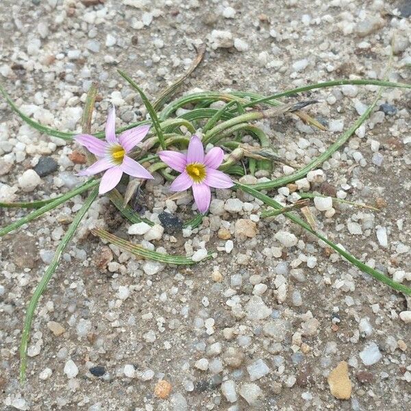 Romulea rosea Flower