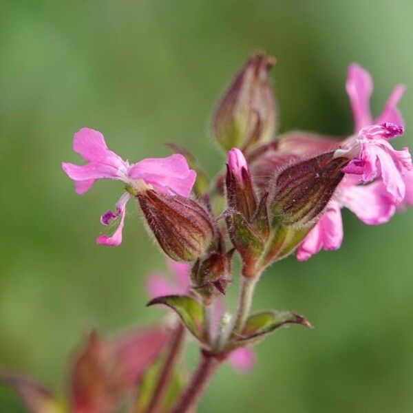 Silene pendula Plante entière