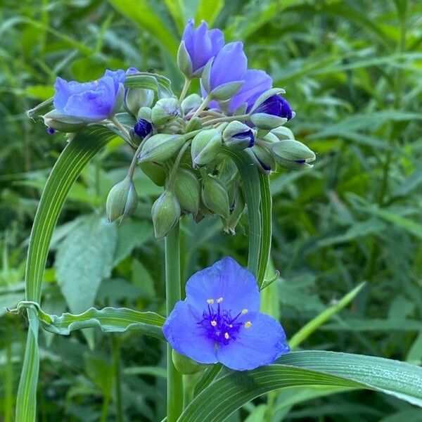 Tradescantia ohiensis Flor