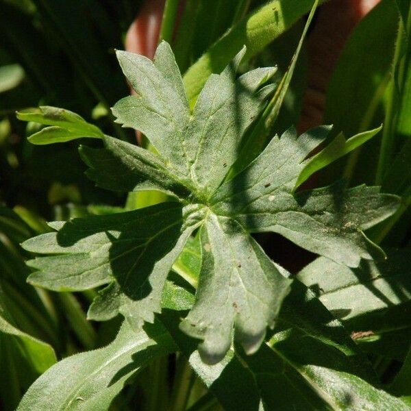 Delphinium polycladon Leaf