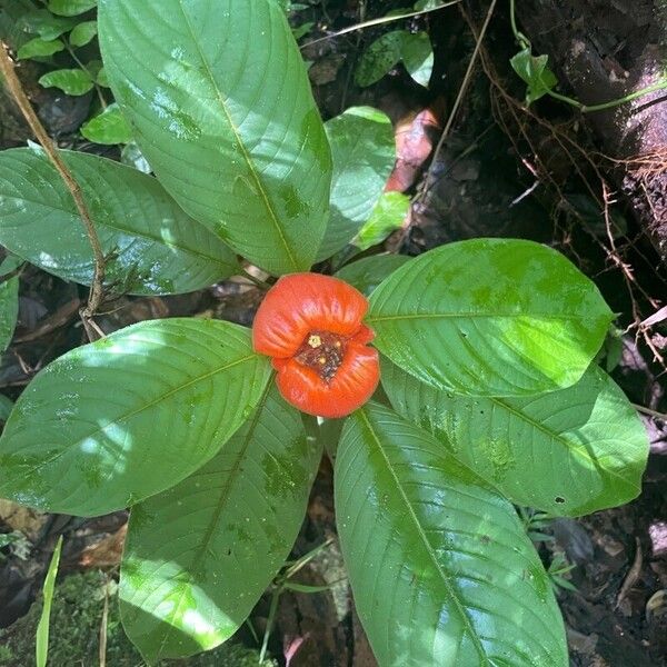 Psychotria poeppigiana Blad