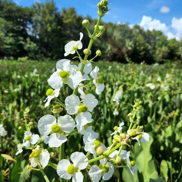 Sagittaria lancifolia Flower