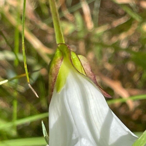 Calystegia sepium Blüte