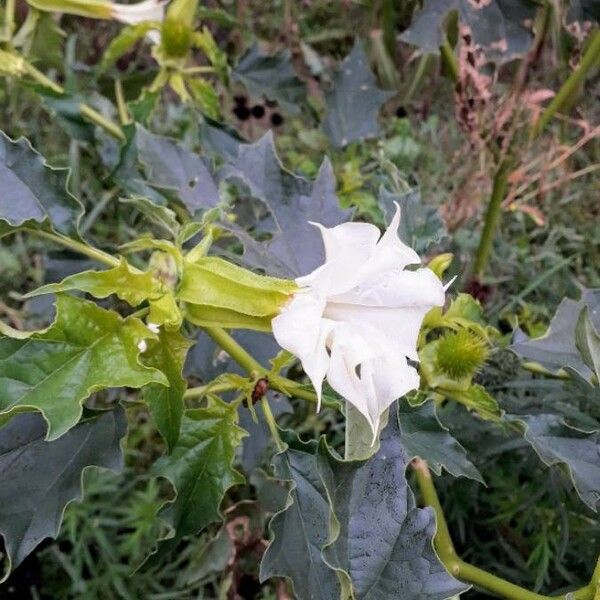 Datura stramonium 花