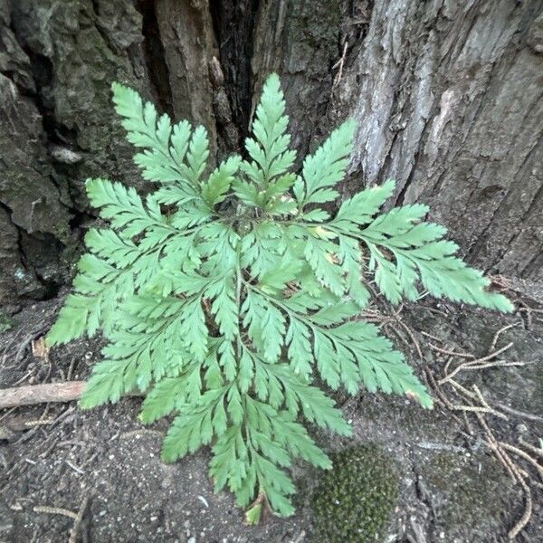 Davallia canariensis Hostoa