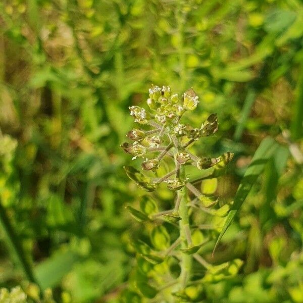 Lepidium heterophyllum Fleur