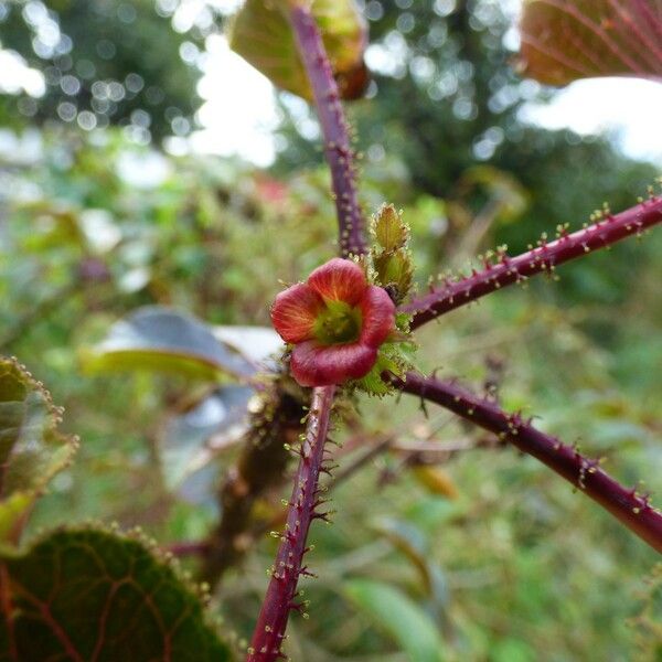 Jatropha gossypiifolia Flower