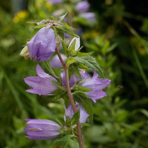 Campanula trachelium Цвят