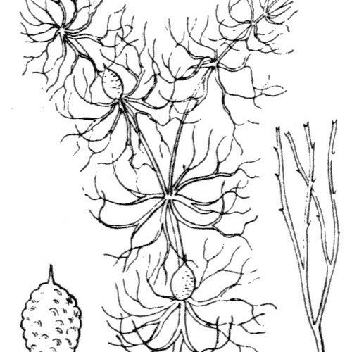 Ceratophyllum submersum その他の提案