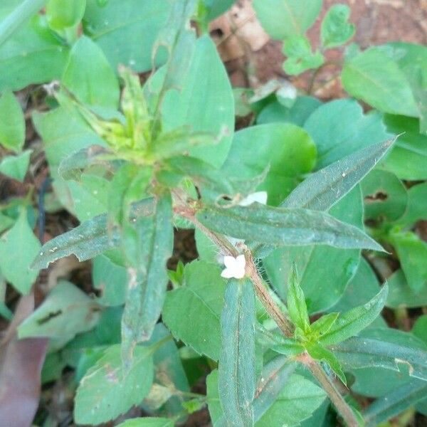 Hexasepalum teres Vivejo