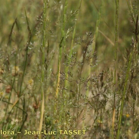 Agrostis castellana Blomma