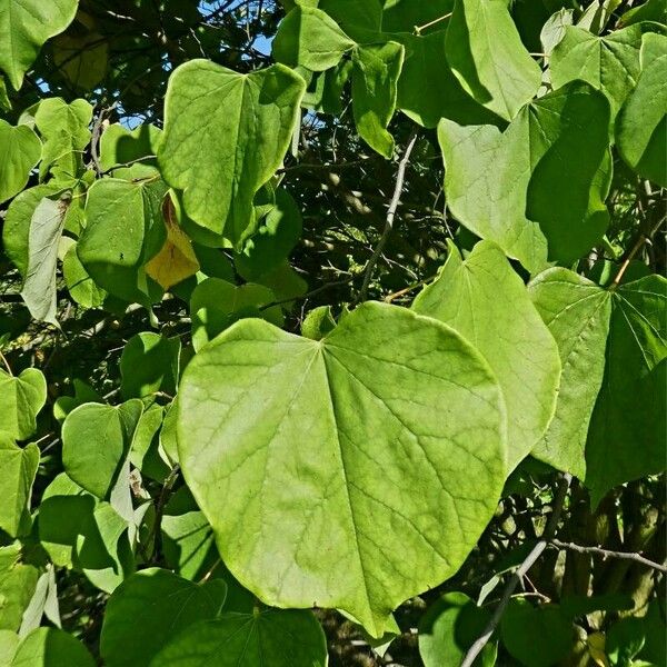 Cercis canadensis Leht