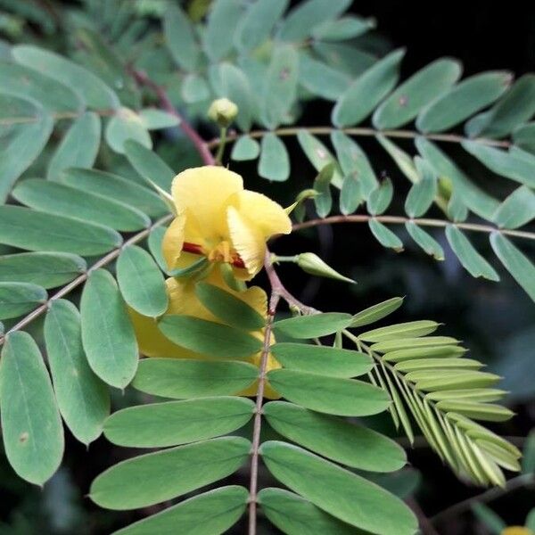 Chamaecrista fasciculata Floare