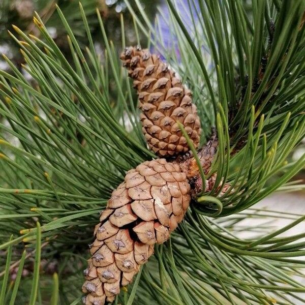Pinus nigra Frukto