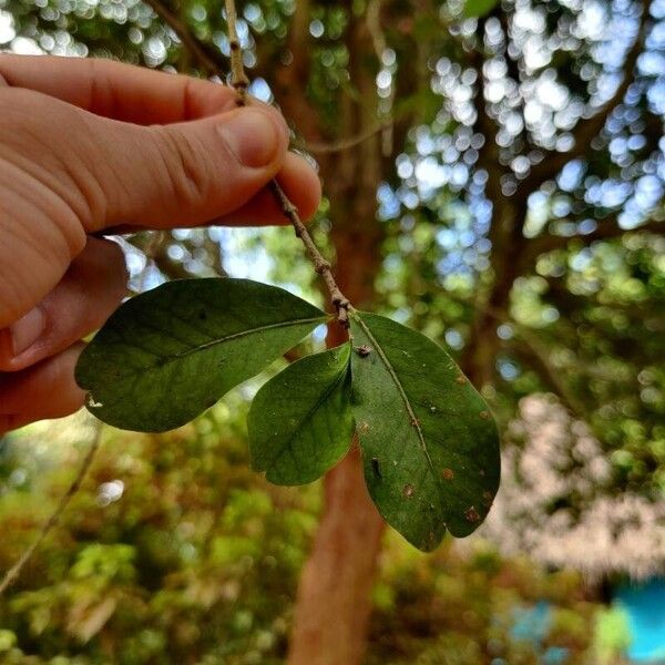 Malpighia glabra Leaf