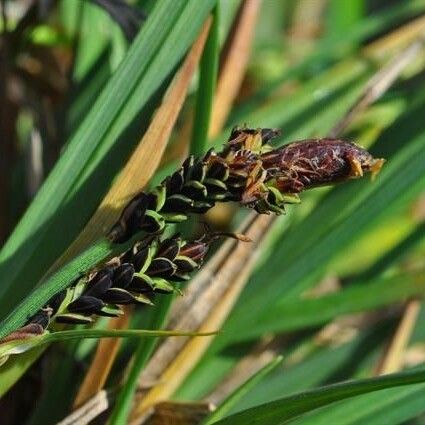 Carex bigelowii Fruit