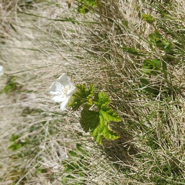 Rubus chamaemorus Flower