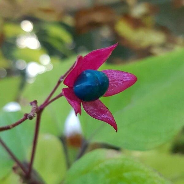 Clerodendrum trichotomum Gyümölcs