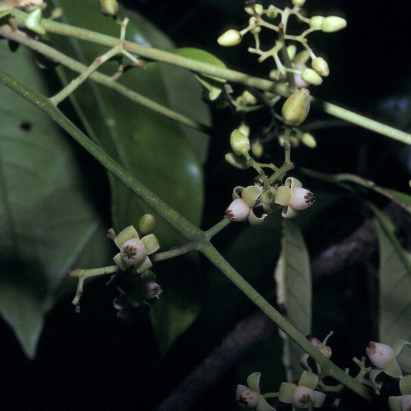 Trichilia schomburgkii Flor