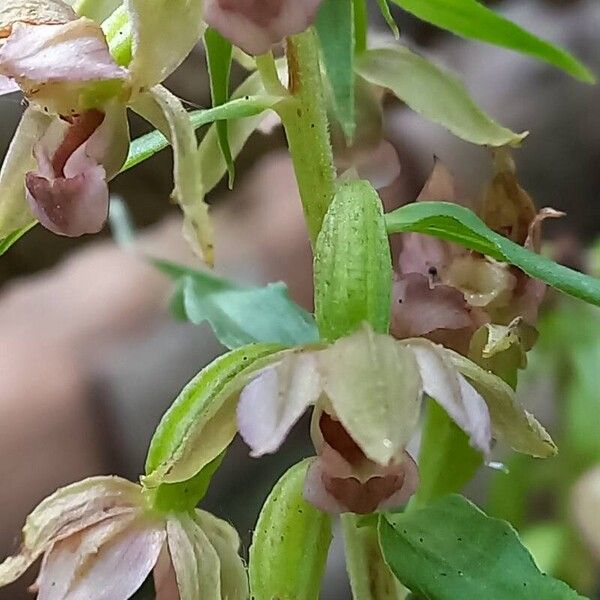 Epipactis helleborine Flower