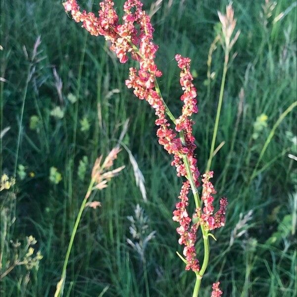 Rumex acetosella 花