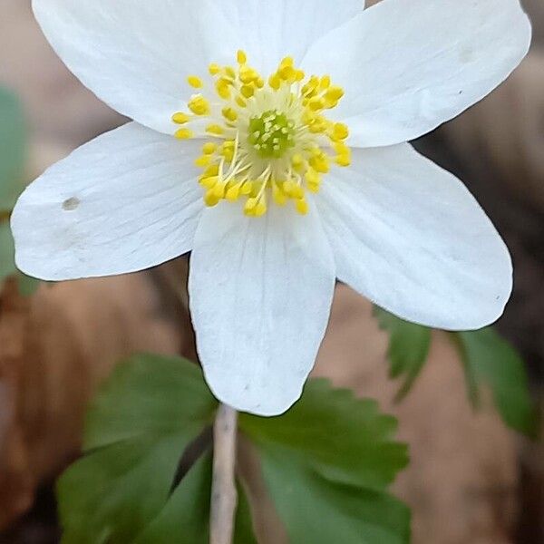 Anemonoides quinquefolia Flor