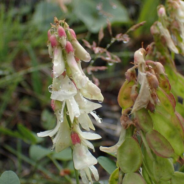 Hedysarum hedysaroides Floare