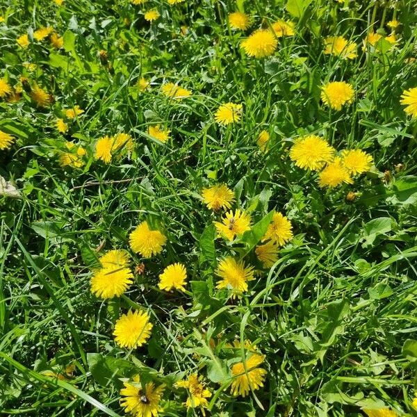 Taraxacum mattmarkense Blomst