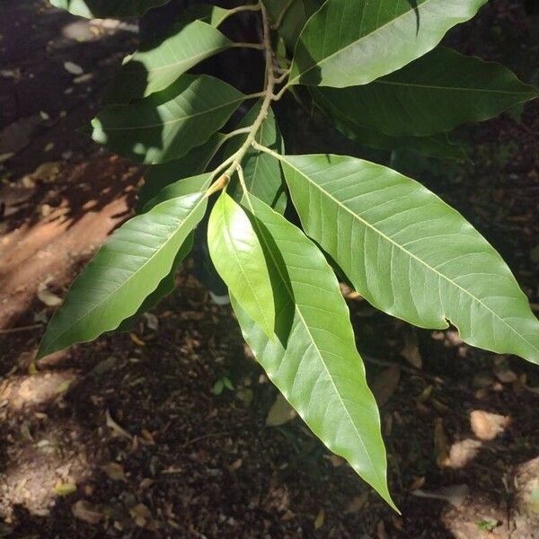Magnolia champaca 葉