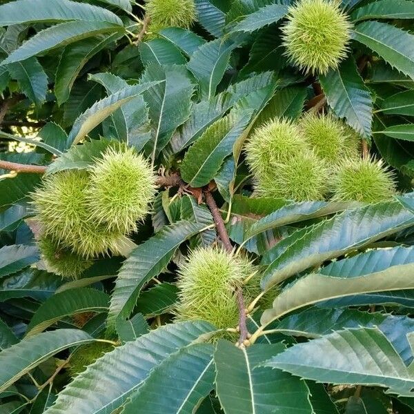 Castanea sativa Fruit