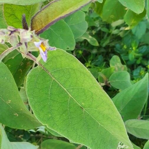 Solanum incanum ফুল