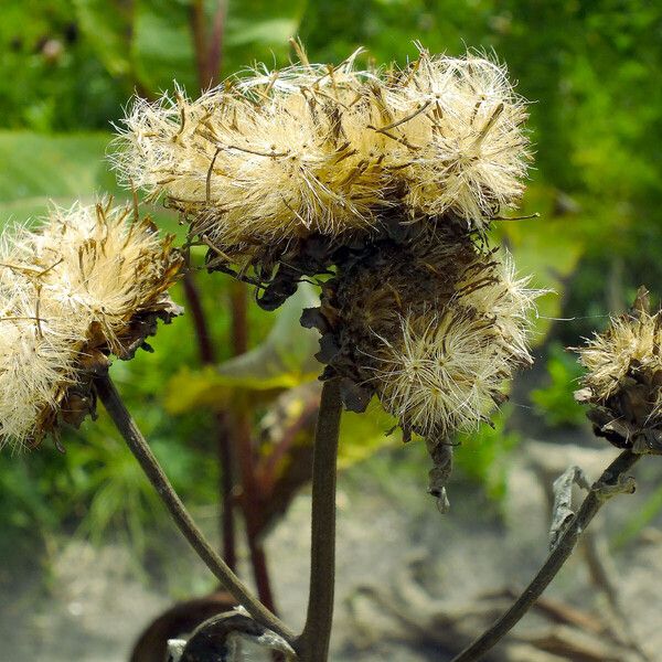 Inula helenium Плід