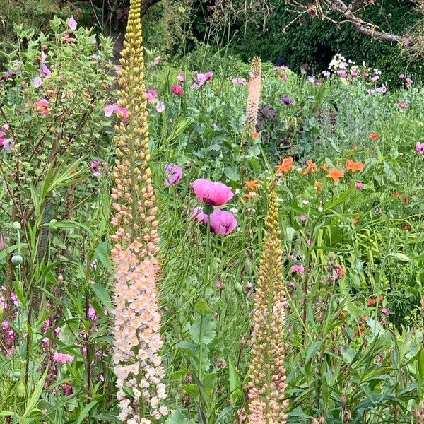 Eremurus robustus Flower