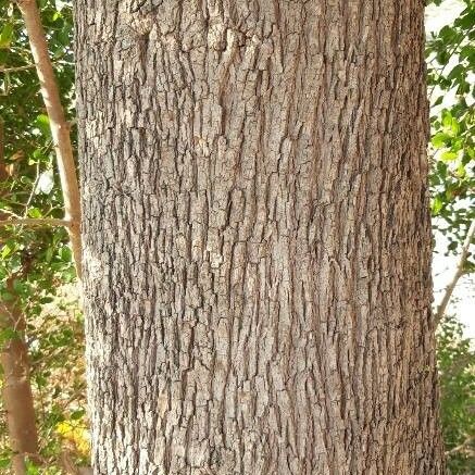 Ziziphus spina-christi Bark