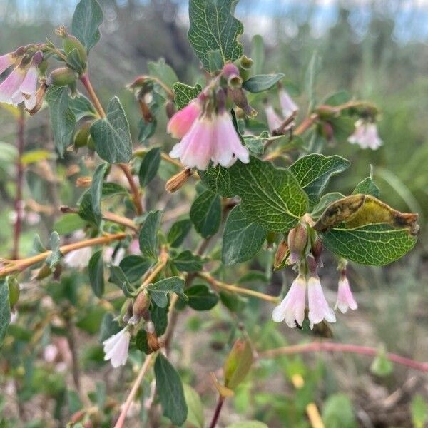 Symphoricarpos rotundifolius Çiçek