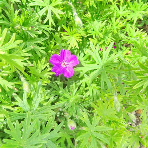 Geranium sanguineum عادت داشتن