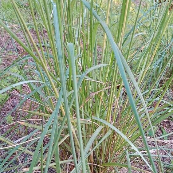 Cenchrus purpureus Leaf