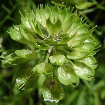 Iberis umbellata Vrucht