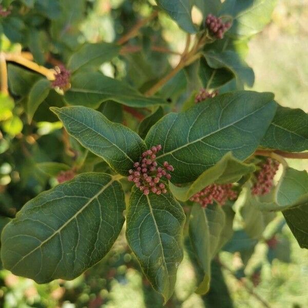 Viburnum rigidum पत्ता