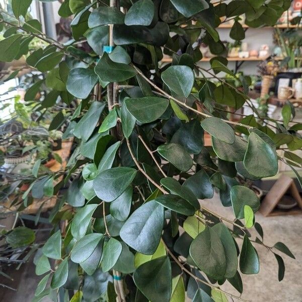 Ficus natalensis 叶